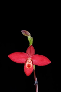 Phragmipedium Jason Fischer Janets Patience AM/AOS 84 pts.